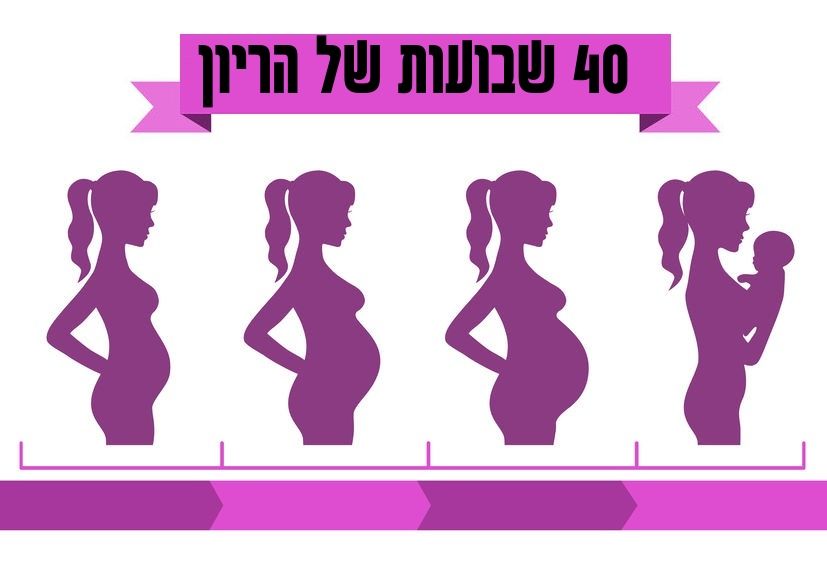 התפתחות העובר, השינויים בגופך ואיזה בדיקות עליך לעשות השבוע